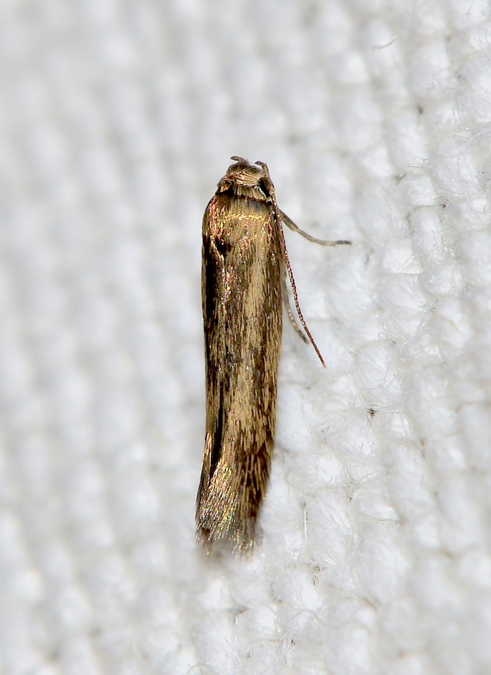 Nuovi Microlepidotteri del 2012 - Scythris fuscoaenea